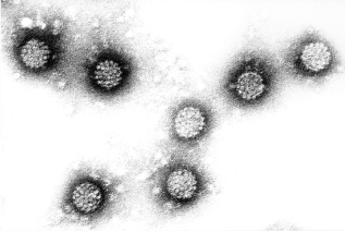 Male papillomavirus