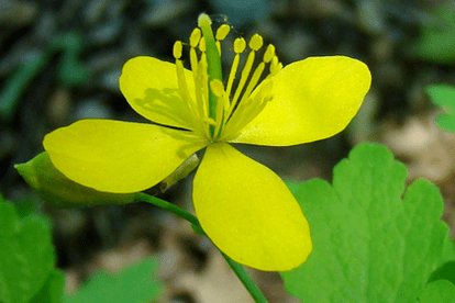 Flower of celandine for the treatment of papilloma